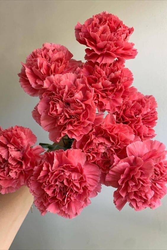 A Bunch of Pink Carnations