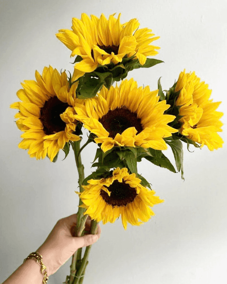 A Bunch of Sunflowers