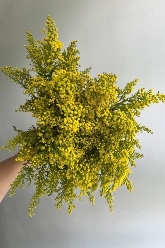A Bunch of Yellow Solidago