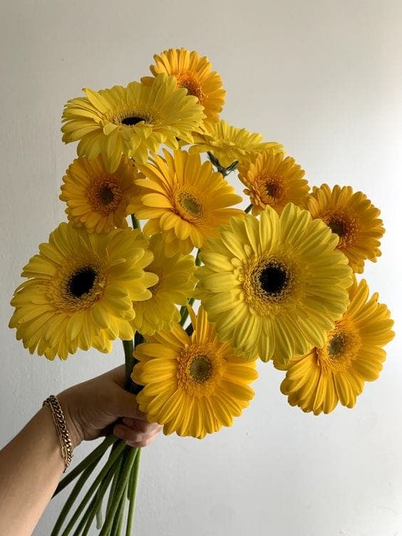 A Bunch of Yellow Gerberas