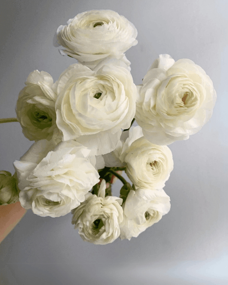 A Bunch of White Rananculus