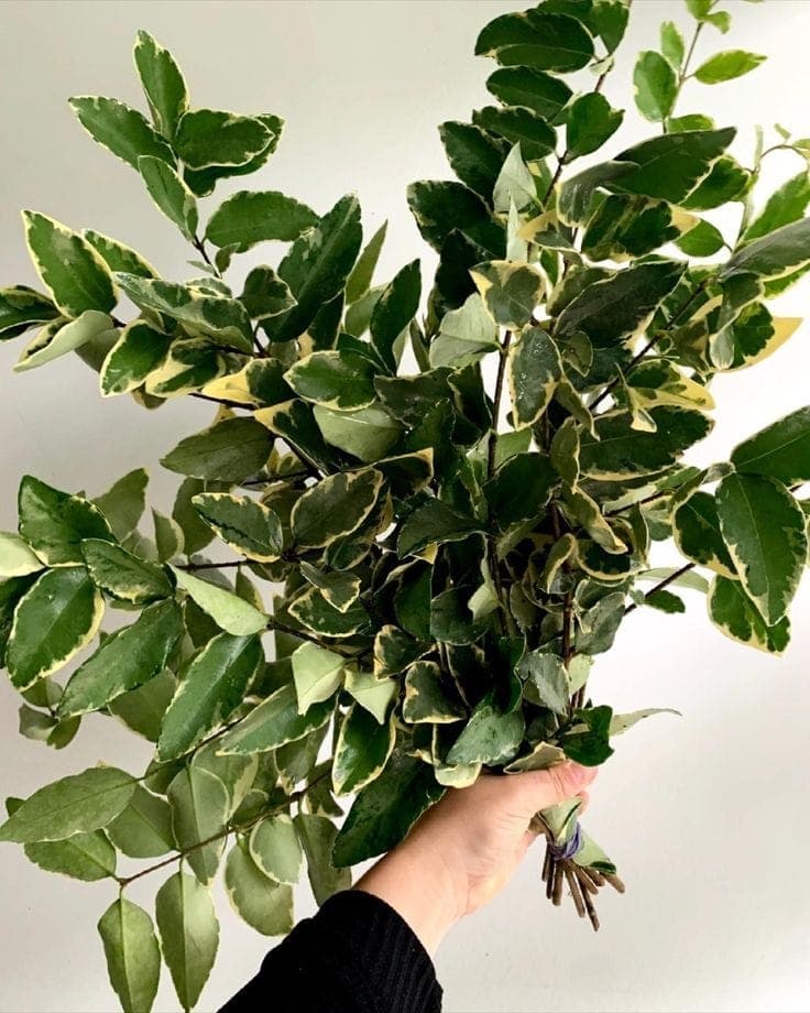 A Bunch of Variegated Ligustrum