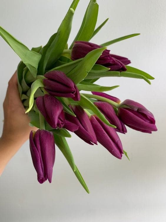 A Bunch of Purple Tulips