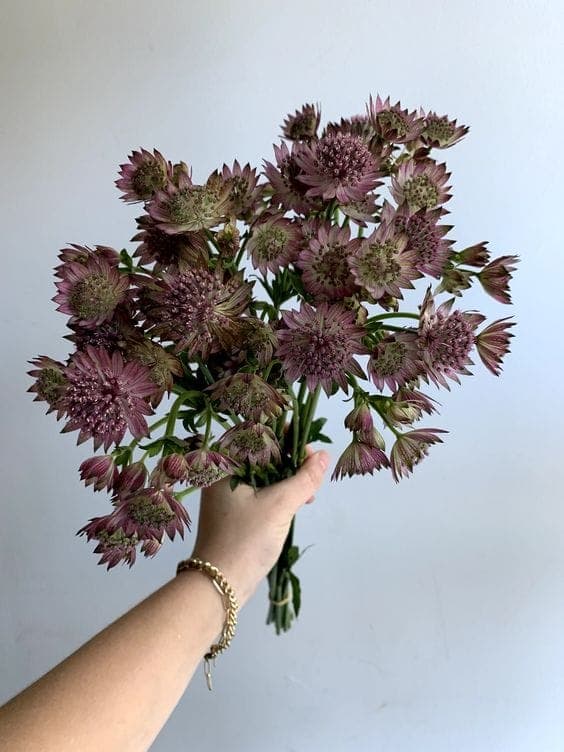 A Bunch of Astrantia