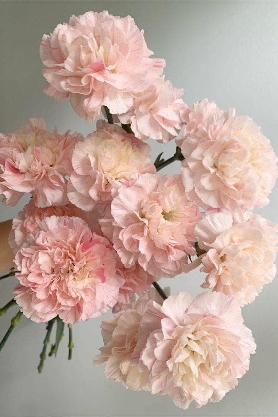 A Bunch of Peach Carnations