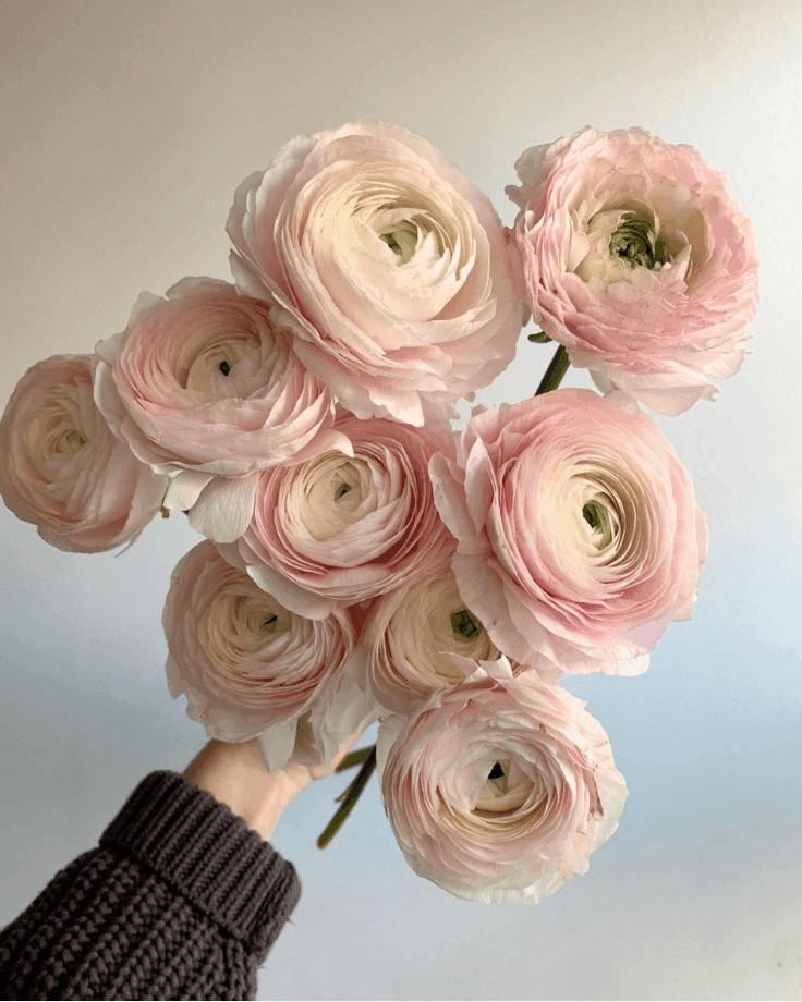 A Bunch of Pink Rananculus