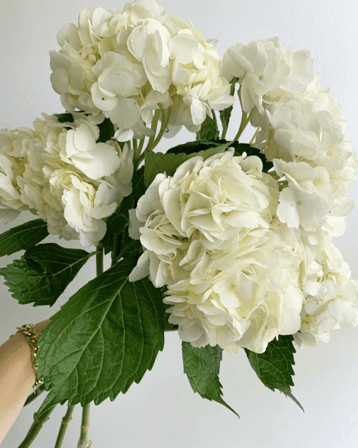 A Bunch of White Hydrangeas