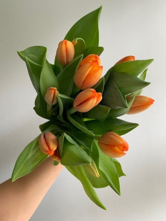 A Bunch of Orange Tulips