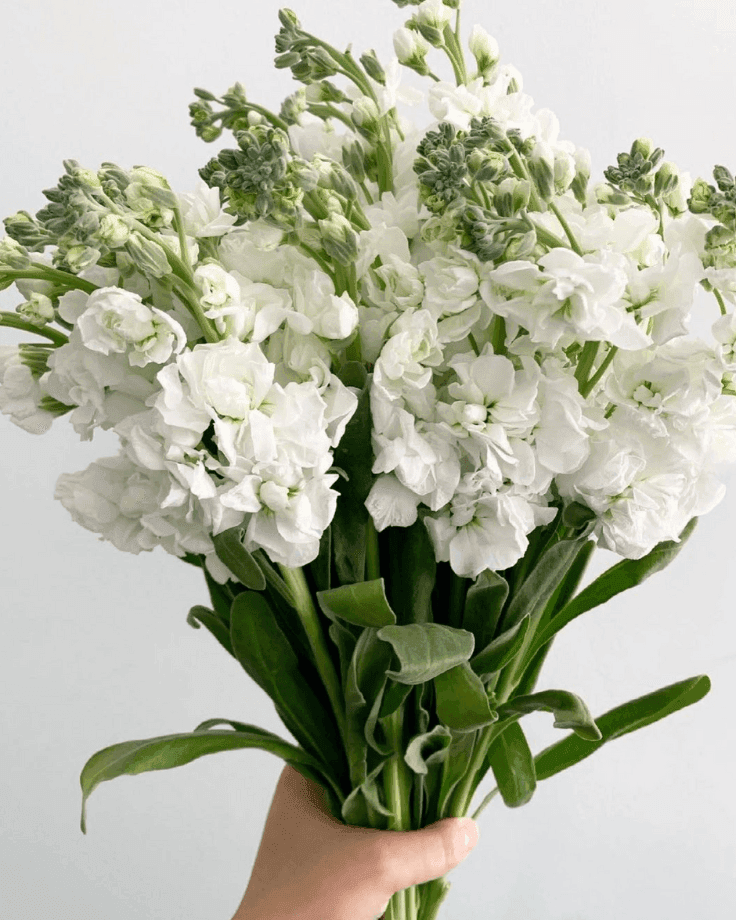 A Bunch of White Matthiola