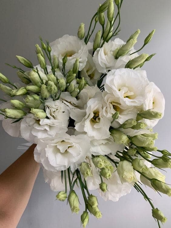 A Bunch of White Lisianthus