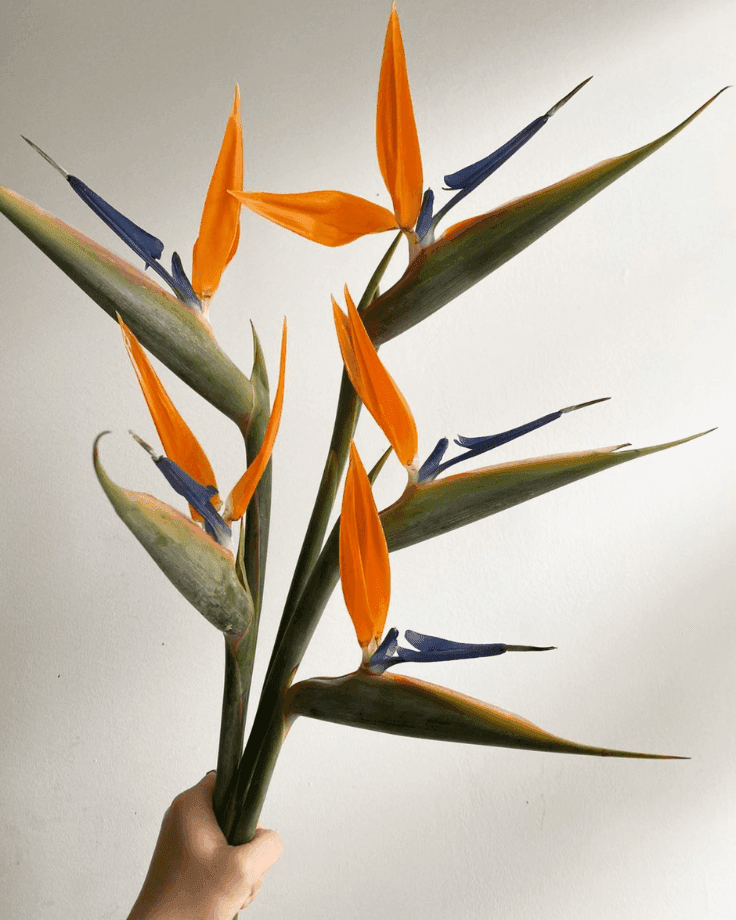 A Bunch of Birds of Paradise