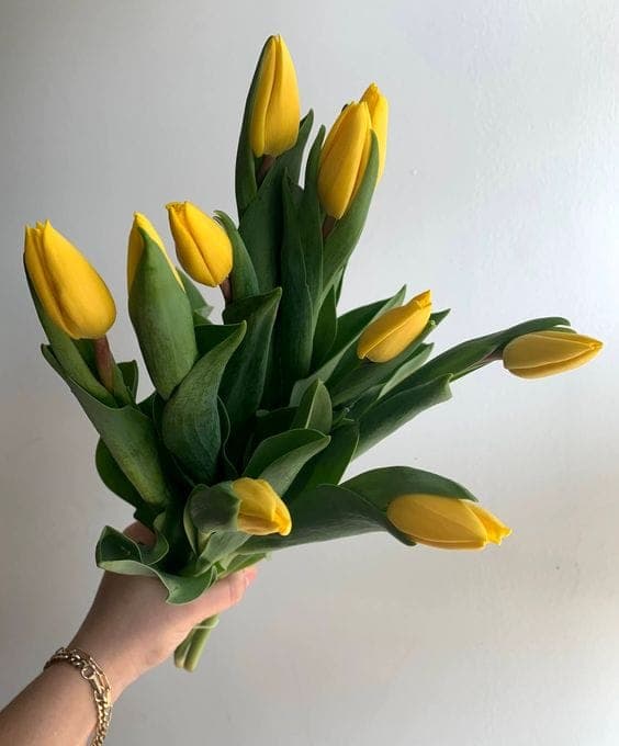 A Bunch of Yellow Tulips
