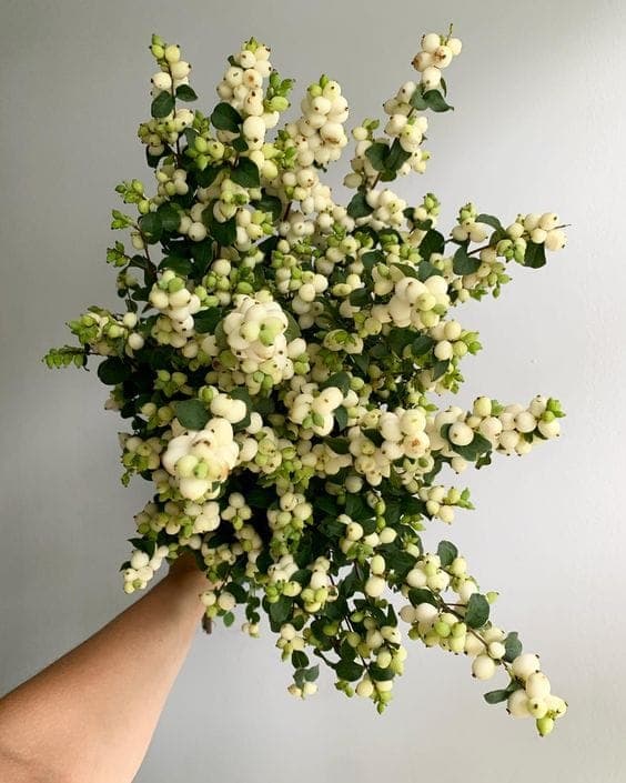 A Bunch of White Snow Berries