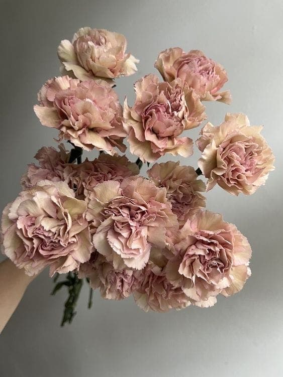 A Bunch of Mocha Carnations