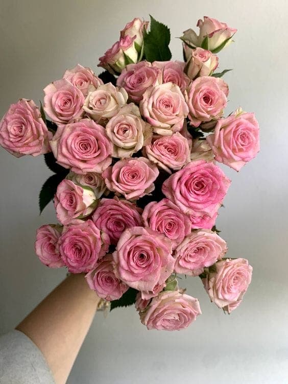 A Bunch of Pink Spray Roses