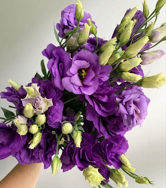 A Bunch of Purple Lisianthus