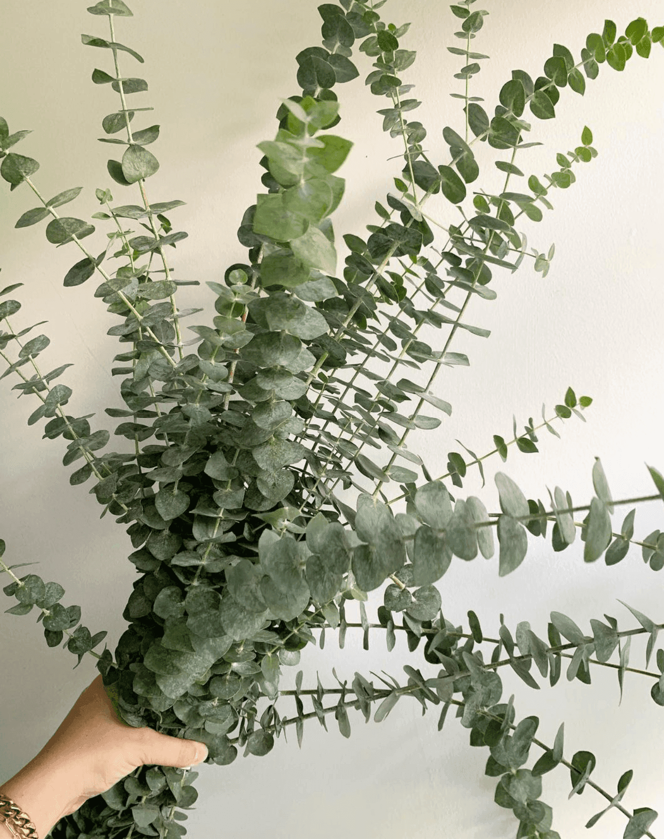 A Bunch of Eucalyptus